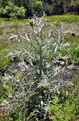 Cirsium douglasii douglasii