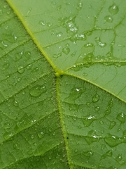 Endospermum peltatum