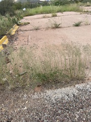 Eragrostis lehmanniana