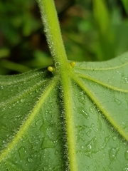 Endospermum peltatum