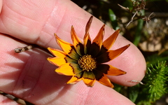 Gazania ciliaris