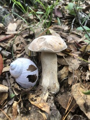 Boletus barrowsii