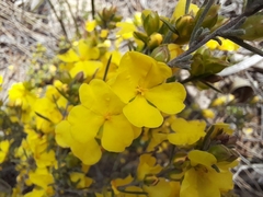 Hibbertia virgata