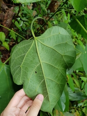 Endospermum peltatum