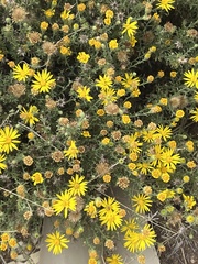 Xanthisma spinulosum