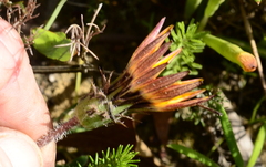 Gazania ciliaris