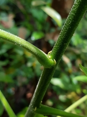 Endospermum peltatum