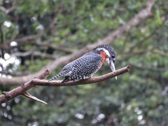 Megaceryle maxima maxima