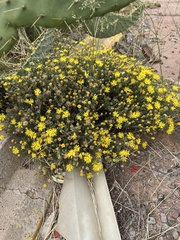 Xanthisma spinulosum