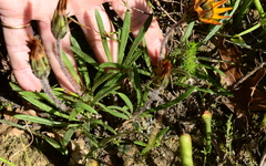 Gazania ciliaris