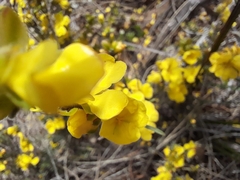 Hibbertia virgata