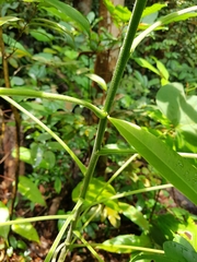 Endospermum peltatum