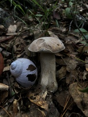 Boletus barrowsii