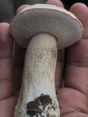 Boletus barrowsii