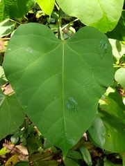 Endospermum peltatum