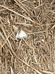 Heliopetes ericetorum