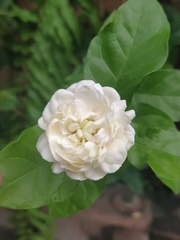 Jasminum sambac