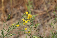 Euthamia occidentalis