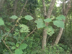 Solanum hirtum