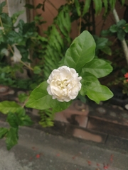 Jasminum sambac