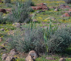 Albuca canadensis