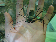 Amblypygi