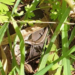 Lampropholis