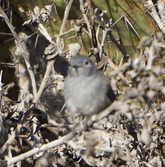 Polioptila californica