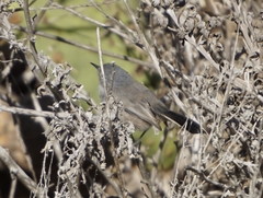 Polioptila californica