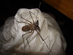 Amblypygi