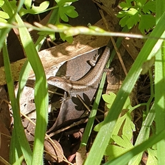 Lampropholis