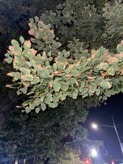 Celtis sinensis