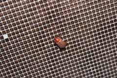 Phyllophaga