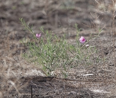 Ipomoea leptophylla