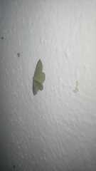 Chlorochlamys chloroleucaria