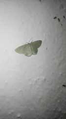 Chlorochlamys chloroleucaria