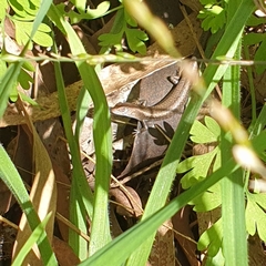 Lampropholis