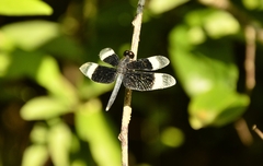 Neurothemis tullia