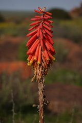 Kniphofia