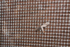 Euacidalia brownsvillea