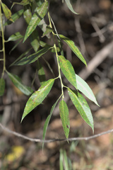 Salix lasiandra
