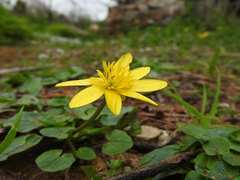 Ficaria verna