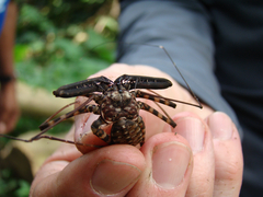 Amblypygi