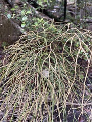 Lycopodium deuterodensum