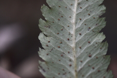 Athyrium cumingianum