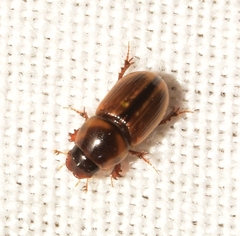 Labarrus lividus