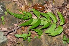Athyrium cumingianum