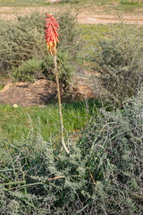 Kniphofia