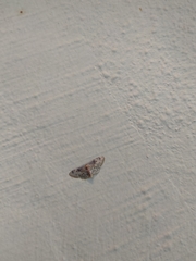 Idaea filicata