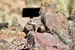 Ammospermophilus harrisii